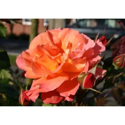 Strauchrosen 'Westerland', 21 cm Topf dreigestäbt