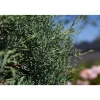 Säulen-Arizona-Zypresse 'Fastigiata' Pompon , 30 cm Topf