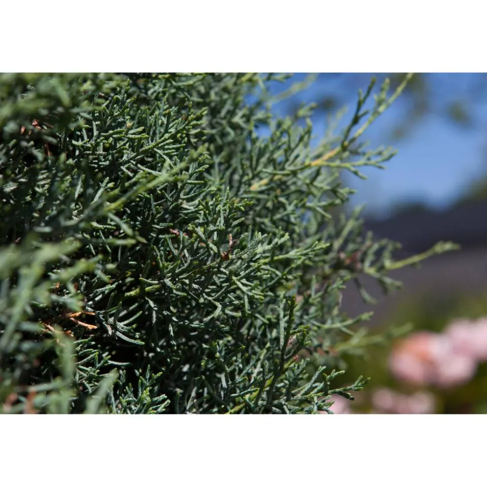 Säulen-Arizona-Zypresse 'Fastigiata' Pompon , 30 cm Topf
