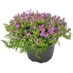 Teppichphlox verschiedene Farben 13 cm Topf