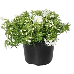 Teppichphlox verschiedene Farben 13 cm Topf
