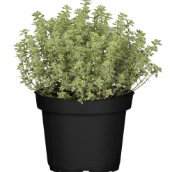 Thymian grün 14 cm Topf