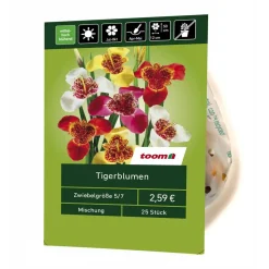 Tigerblumen-Mix 25 Stück