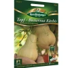 Topf-Butternut Kürbis 'Butterbush improved'
