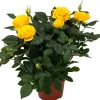 Topfrose verschiedene Sorten 13 cm Topf