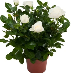 Topfrose verschiedene Sorten 13 cm Topf