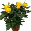 Topfrose verschiedene Sorten 13 cm Topf