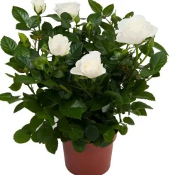 Topfrose verschiedene Sorten 13 cm Topf