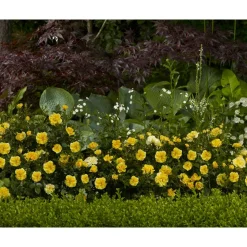 TOWNE & COUNTRY 'Excellent Cover Poultc017', 15 cm Topf