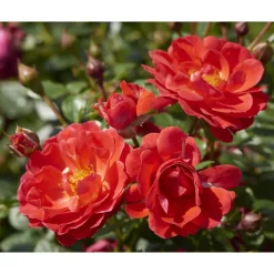 TOWNE & COUNTRY 'Happy Cover Poultc026', 15 cm Topf