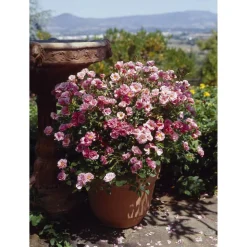 TOWNE & COUNTRY 'Sweet Cover Poulweeto', 15 cm Topf