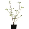 Tulpen-Magnolie rosa 19 cm Topf