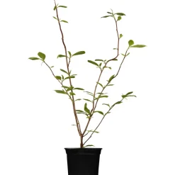 Tulpen-Magnolie rosa 19 cm Topf