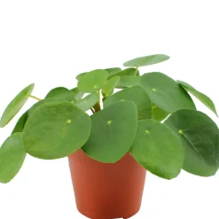 Ufopflanze 12 cm Topf