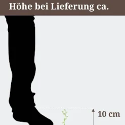 Venusfliegenfalle, 12 cm Topf