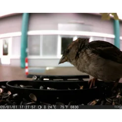 Vogelkamera 'TX-165' Full-HD Birdcam inkl. Futterbehälter