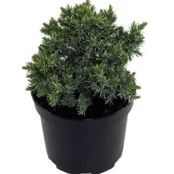 Wacholder 'Blue Star' 17 cm Topf