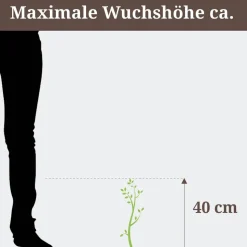 Wacholder 'Nana' 17 cm Topf
