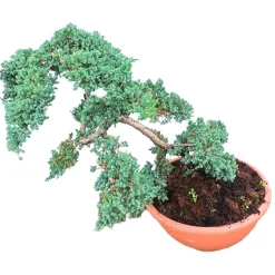 Wacholder 'Nana' Bonsai 60 cm, 33cm cm Schale