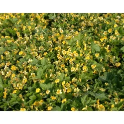 Waldsteinia gelb 1 qm 9 cm Topf 12er-Set
