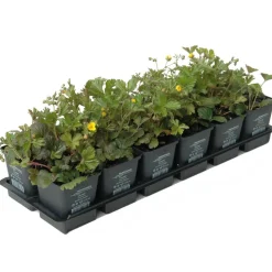 Waldsteinia gelb 1 qm 9 cm Topf 12er-Set