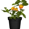 Wandelröschen gelb-orange 13 cm Topf