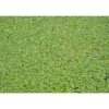Wasserlinse, 11 x 11 cm Topf, 2er-Set