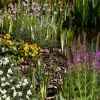 Wasserpflanzen-Mix 'Auenwiese' 6er-Set