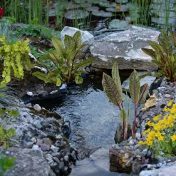 Wasserpflanzen-Mix 'Bachlauf' 6er-Set