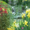 Wasserpflanzen-Mix 'bunte Uferlandschaft' 6er-Set