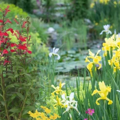 Wasserpflanzen-Mix 'bunte Uferlandschaft' 6er-Set
