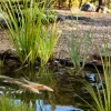 Wasserpflanzen-Mix 'Fischfreunde' 6er-Set