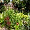 Wasserpflanzen-Mix 'hohe Teichumrander' 6er-Set