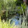 Wasserpflanzen-Mix 'Libellenweide' 6er-Set
