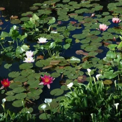 Wasserpflanzen-Mix 'Seerosen' 3er-Set