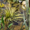 Wasserpflanzen-Mix 'Sumpfzone' 6er-Set