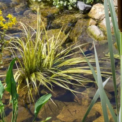 Wasserpflanzen-Mix 'Sumpfzone' 6er-Set
