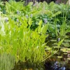 Wasserpflanzen-Mix 'Tiefwasserzone' 6er-Set