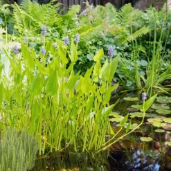Wasserpflanzen-Mix 'Tiefwasserzone' 6er-Set