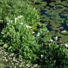Wasserpflanzen-Mix 'Weiße Blüten' 6er-Set