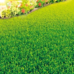 Wassersparrasen 2 kg für ca. 80 m²