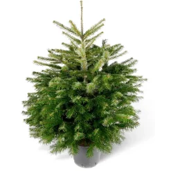Weihnachtsbaum Nordmanntanne topfgedrückt 100-125 cm
