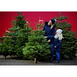 Weihnachtsbaum Nordmanntanne gesägt 130-150 cm