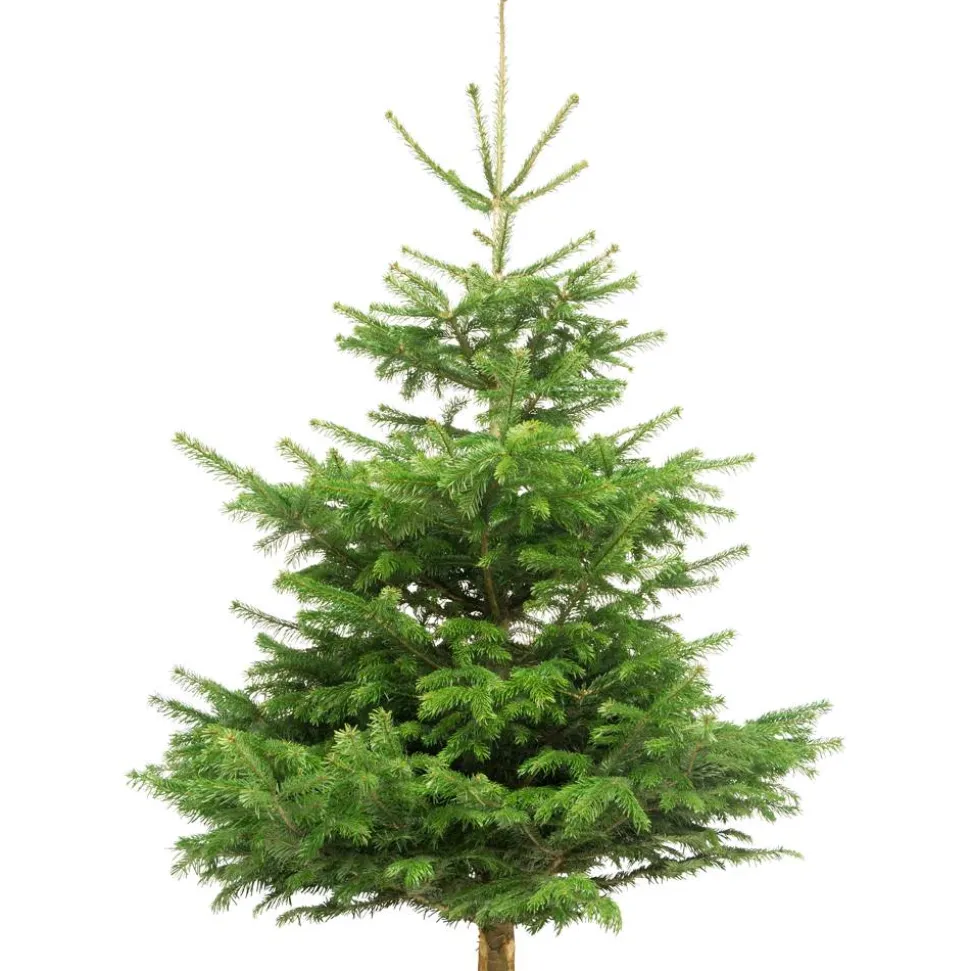 Weihnachtsbaum Nordmanntanne gesägt 130-150 cm