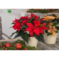 Weihnachtsstern Farbmix 13 cm, 2er-Set