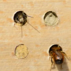 Wildbienennisthilfen Buche, 6mm