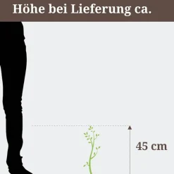 Wilder Wein 'Veitchii' 14 cm Topf
