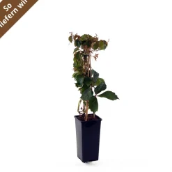 Wilder Wein 'Veitchii' 14 cm Topf
