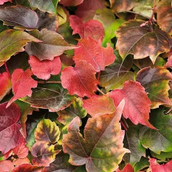 Wilder Wein 'Veitchii' 14 cm Topf