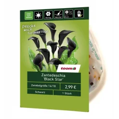 Zantedeschia 'Black Star' 1 Stück
